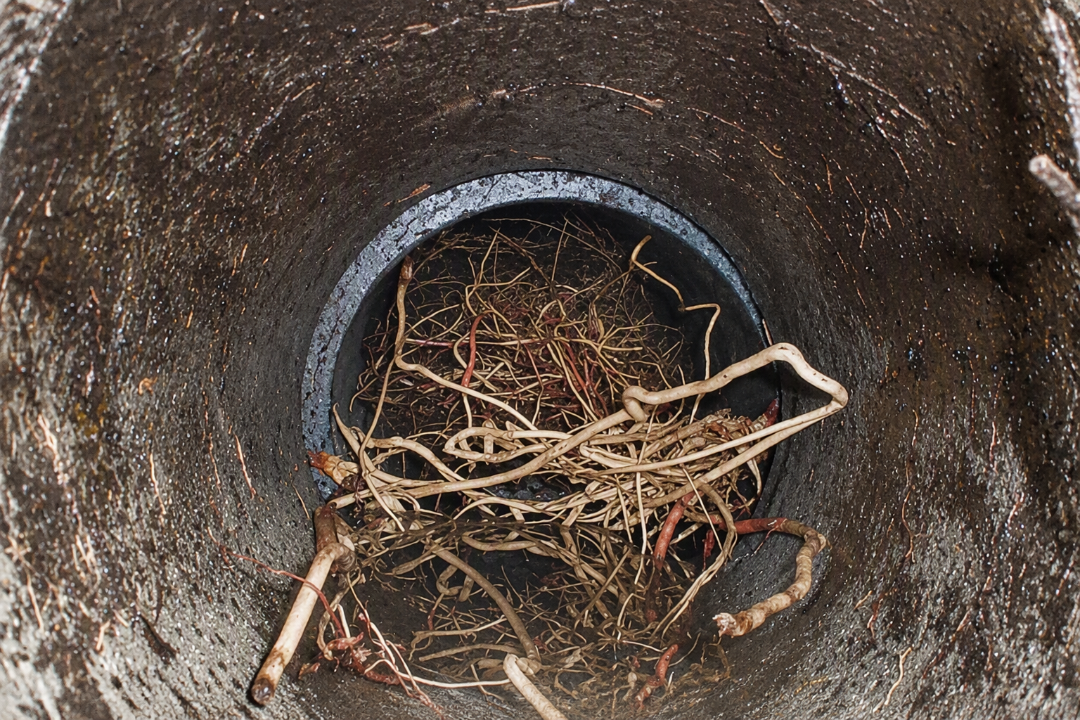 A sewage pipe with a ton of tree roots inside of it.